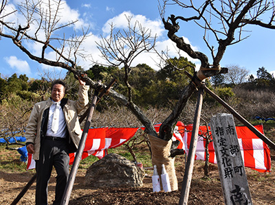 南校梅の母樹 高田家の園地へ里帰り – 日高新報