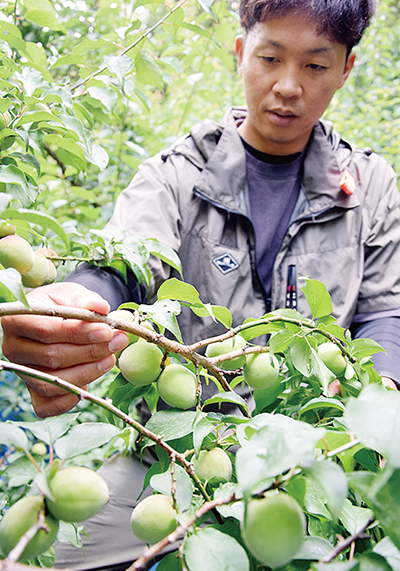 3年連続不作傾向 南高梅の収穫始まる – 日高新報